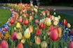 images/berlin/2013/tulipan_bg.jpg